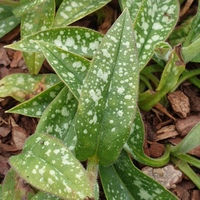 Pulmonaria 'Roy Davison'